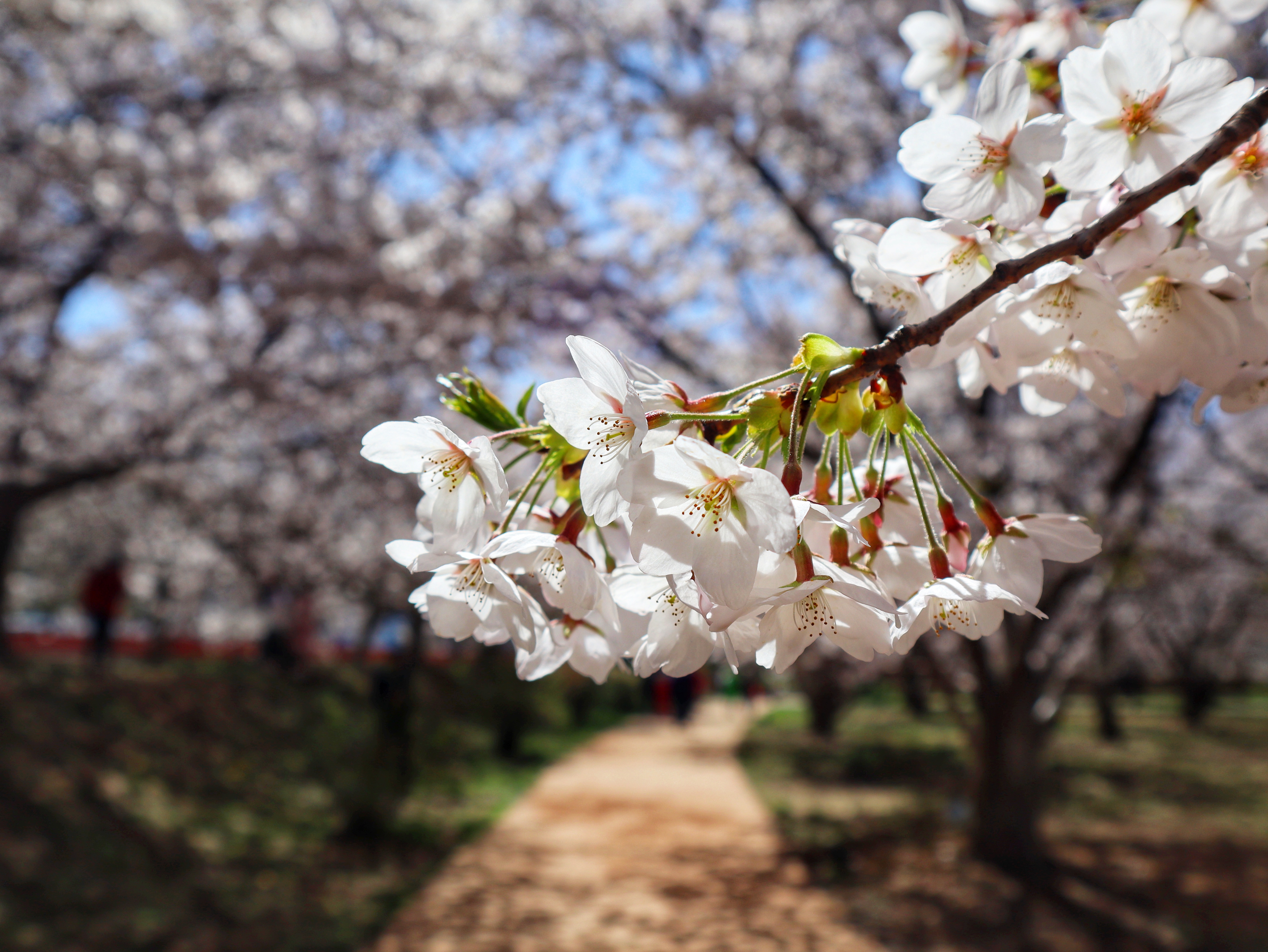 大连龙王塘樱花园太火了,好多游客来打卡,不愧是百年樱花园,太震撼了