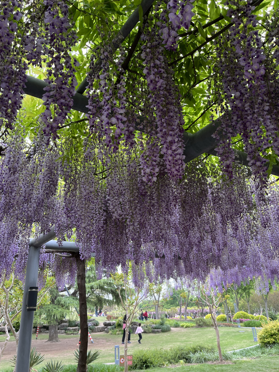 漫步在紫藤花架下,仿佛置身于一个仙气飘飘的童话世界,让人忘记烦恼和