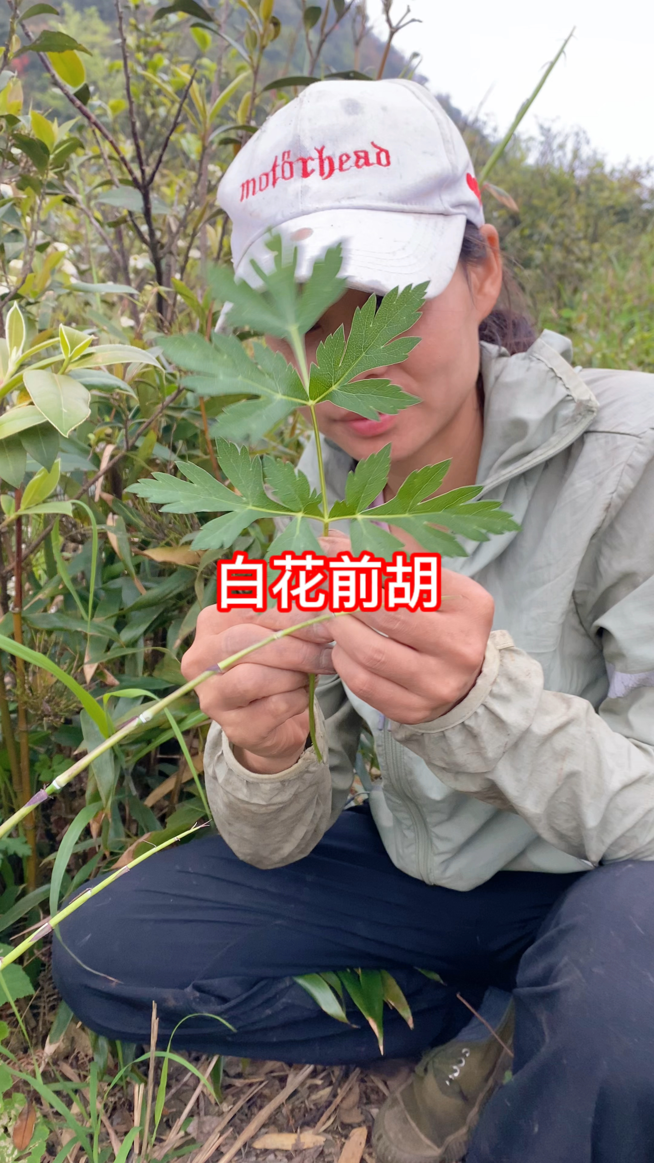 白花前胡的寓意图片