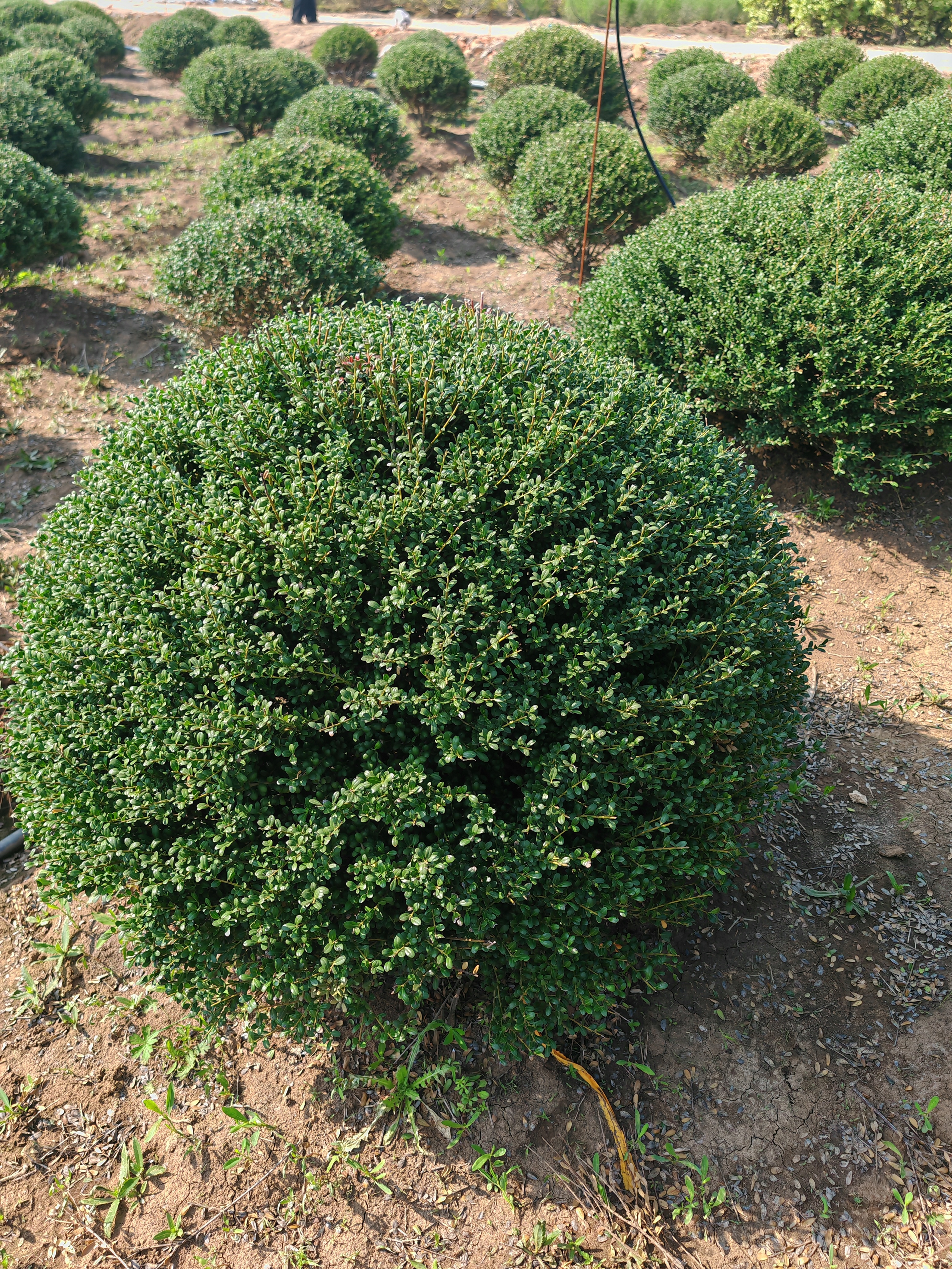 龟甲冬青球种植基地