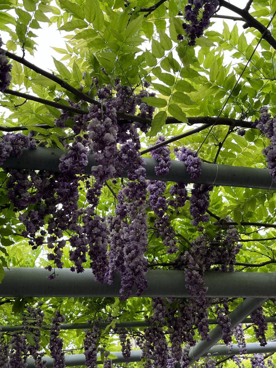 漫步在紫藤花架下,仿佛置身于一个仙气飘飘的童话世界,让人忘记烦恼和