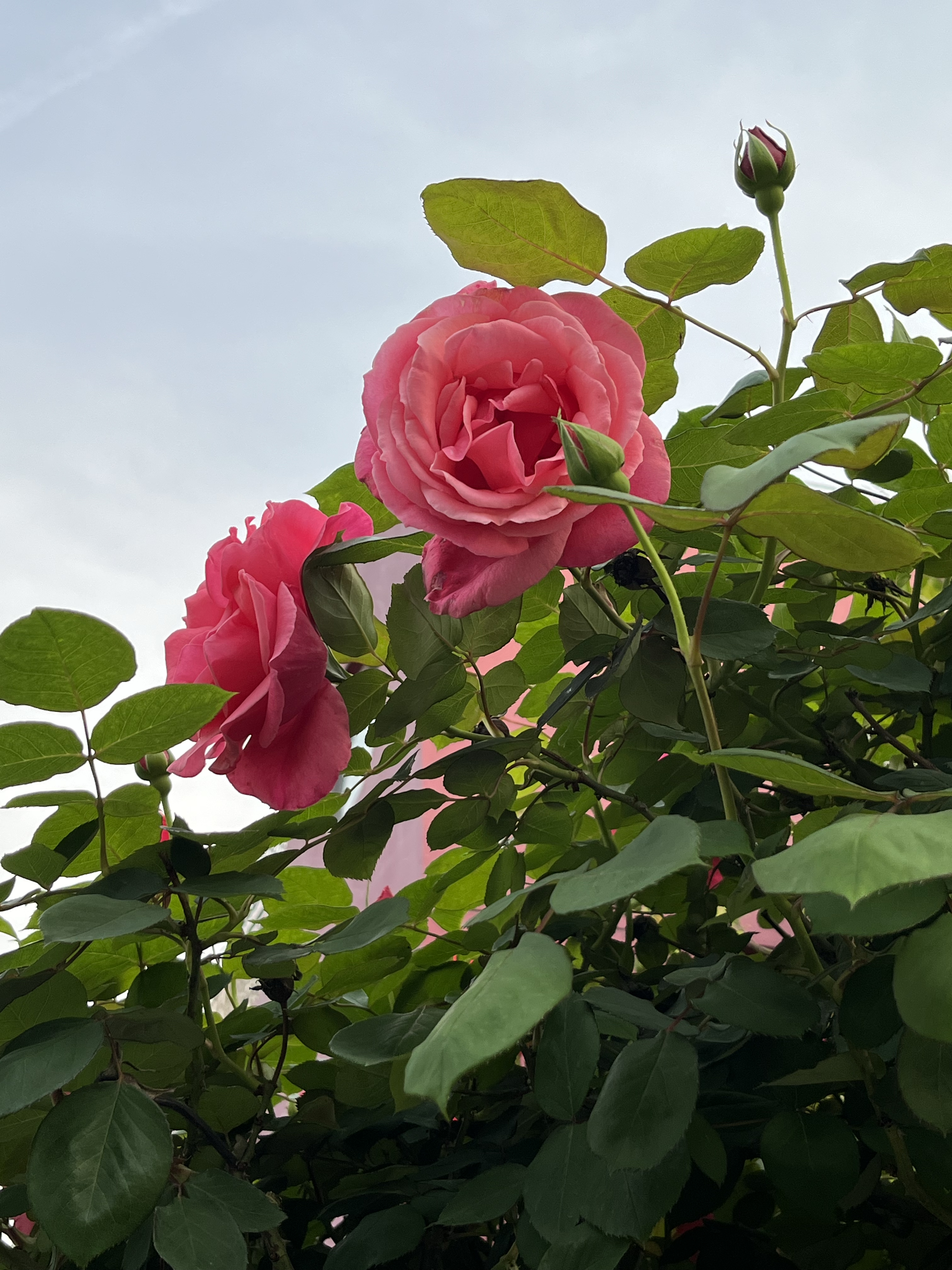 月季花开放的样子图片