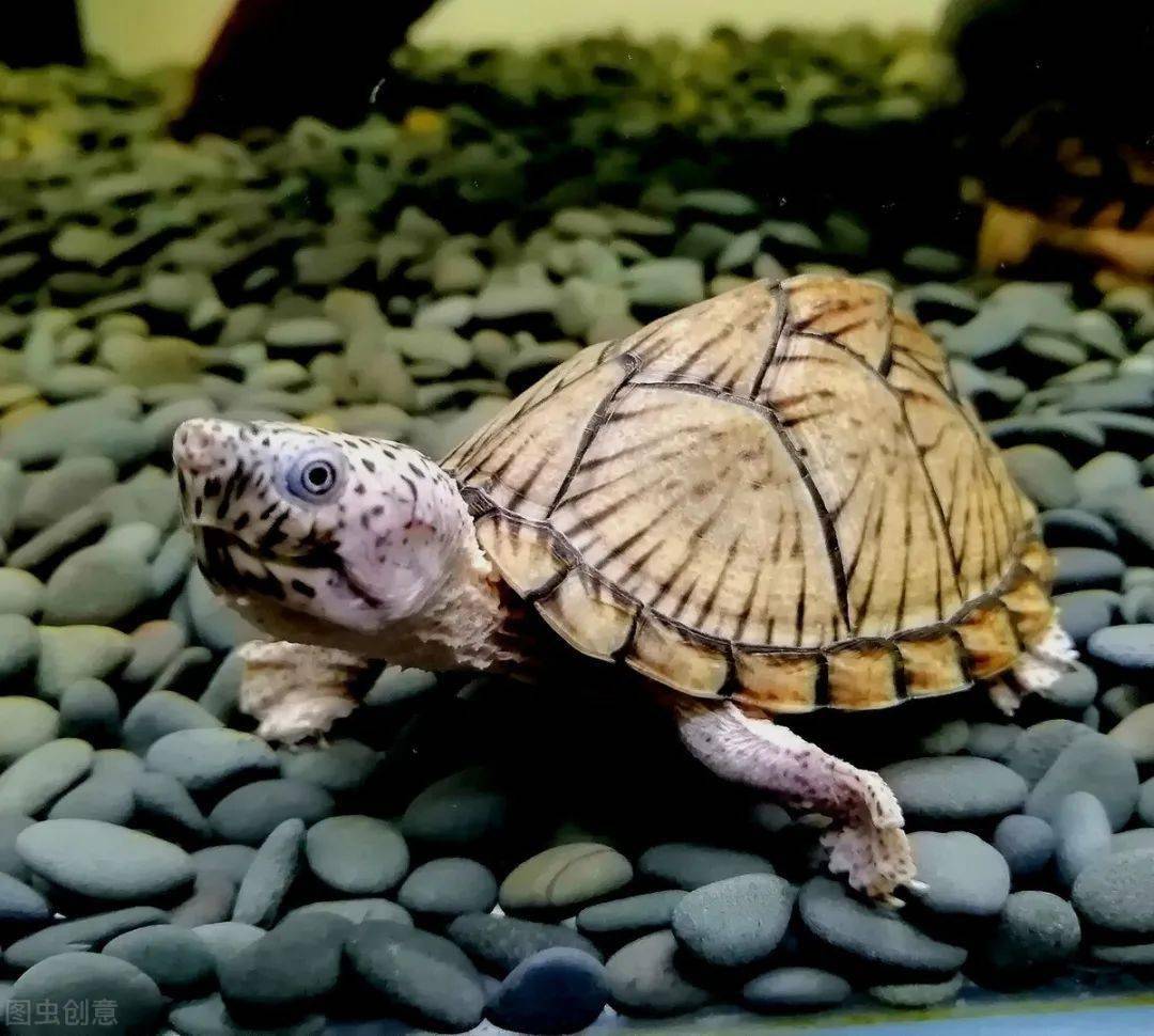 萌宠剃刀龟,如何安心饲养?