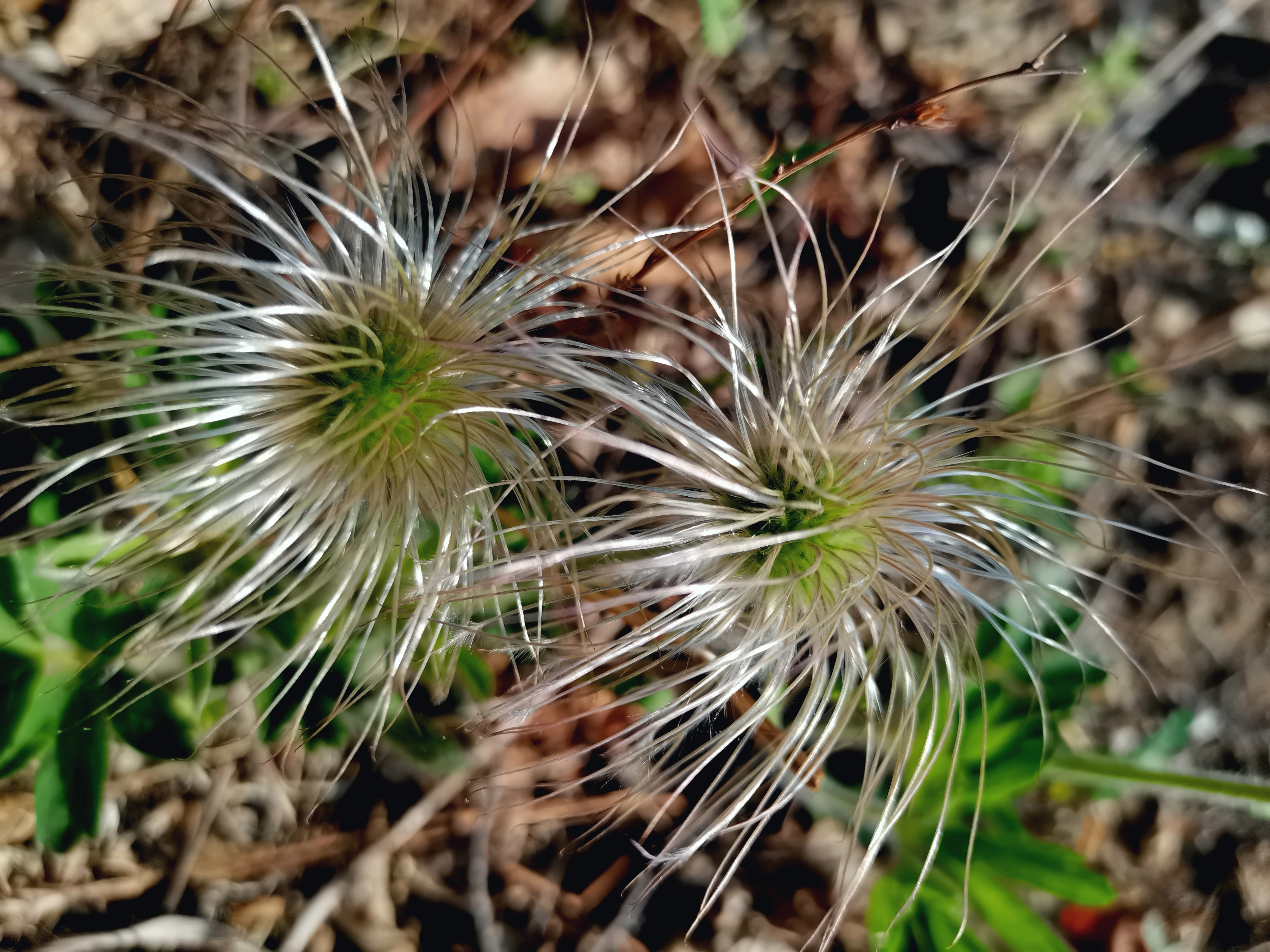 山野花草-白头翁