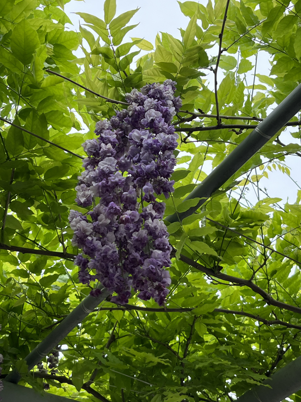 漫步在紫藤花架下,仿佛置身于一个仙气飘飘的童话世界,让人忘记烦恼和