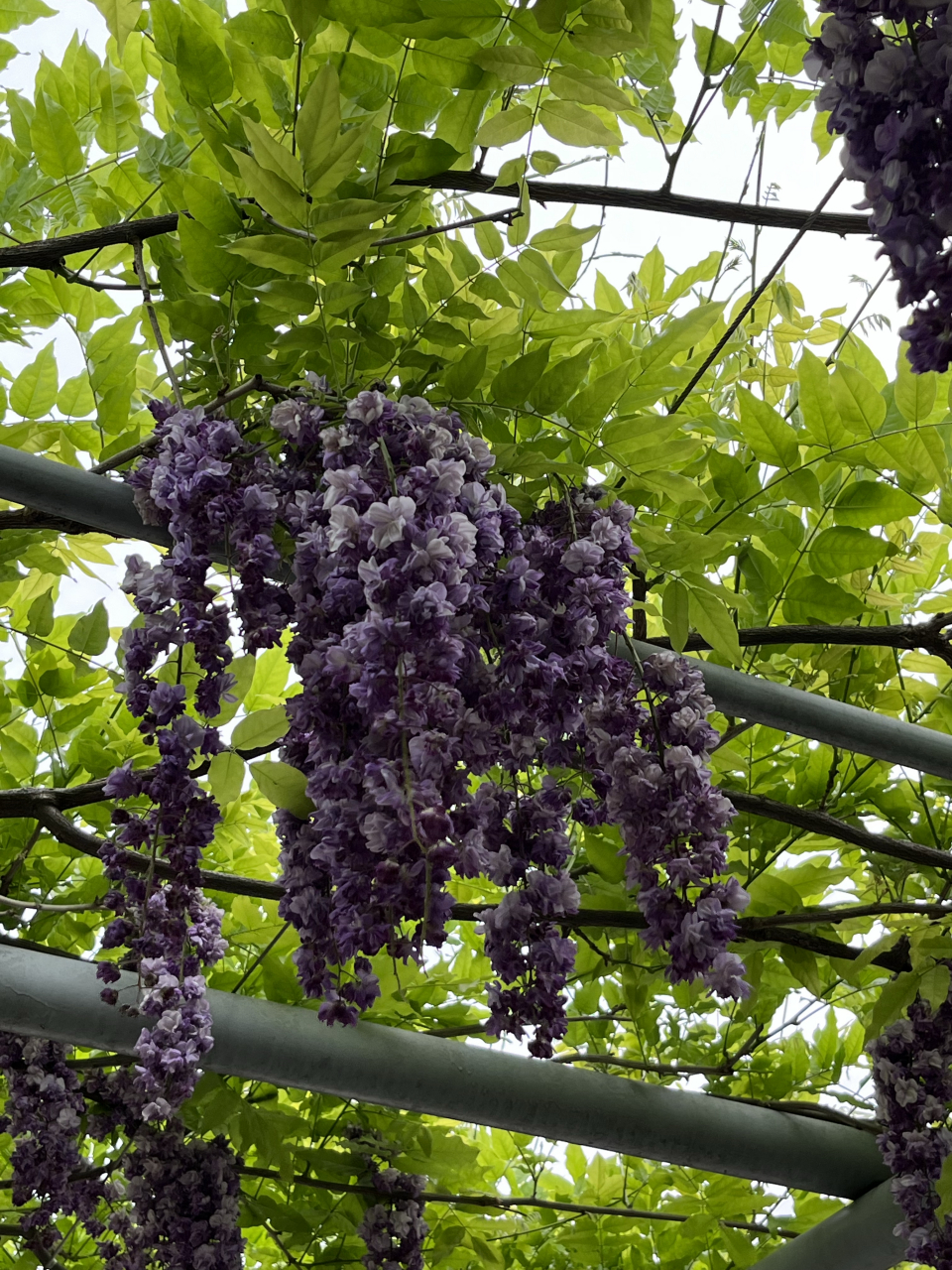 漫步在紫藤花架下,仿佛置身于一个仙气飘飘的童话世界,让人忘记烦恼和