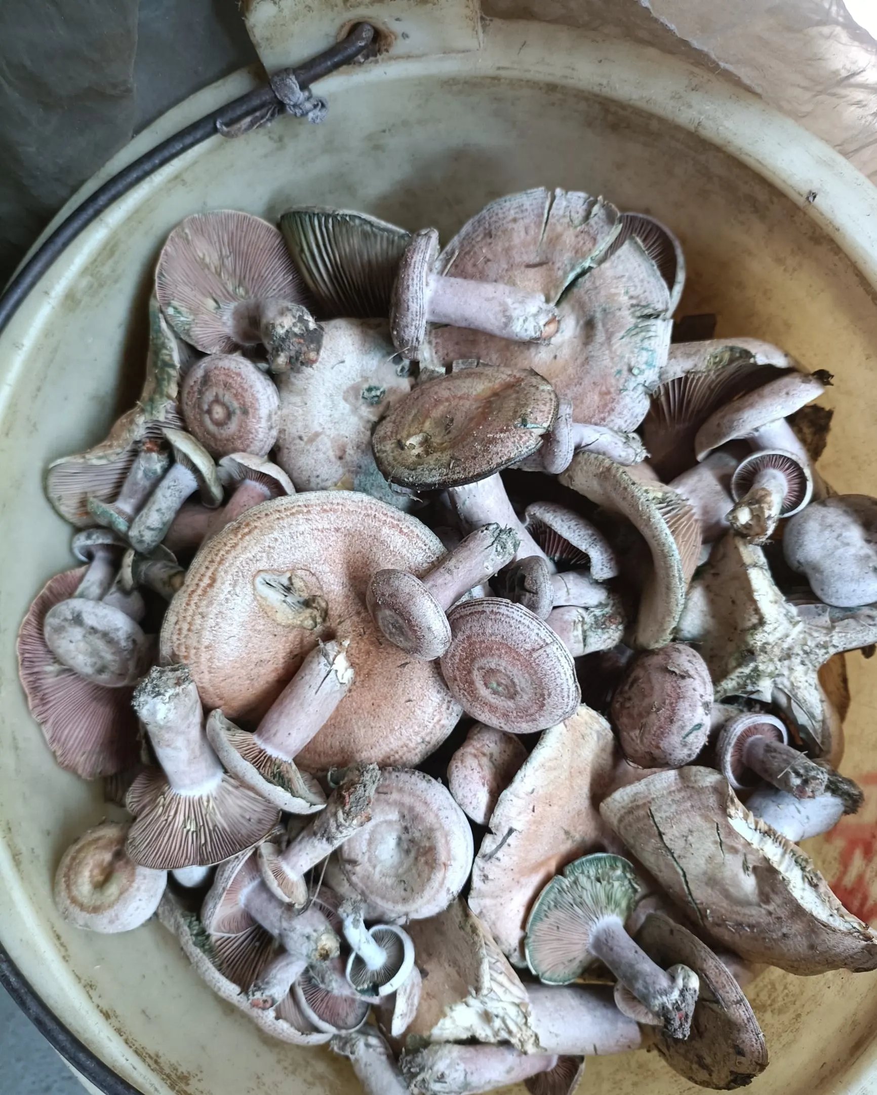 身为北方人第一次看到这样的蘑菇,它竟然会变色,真的可以吃吗?