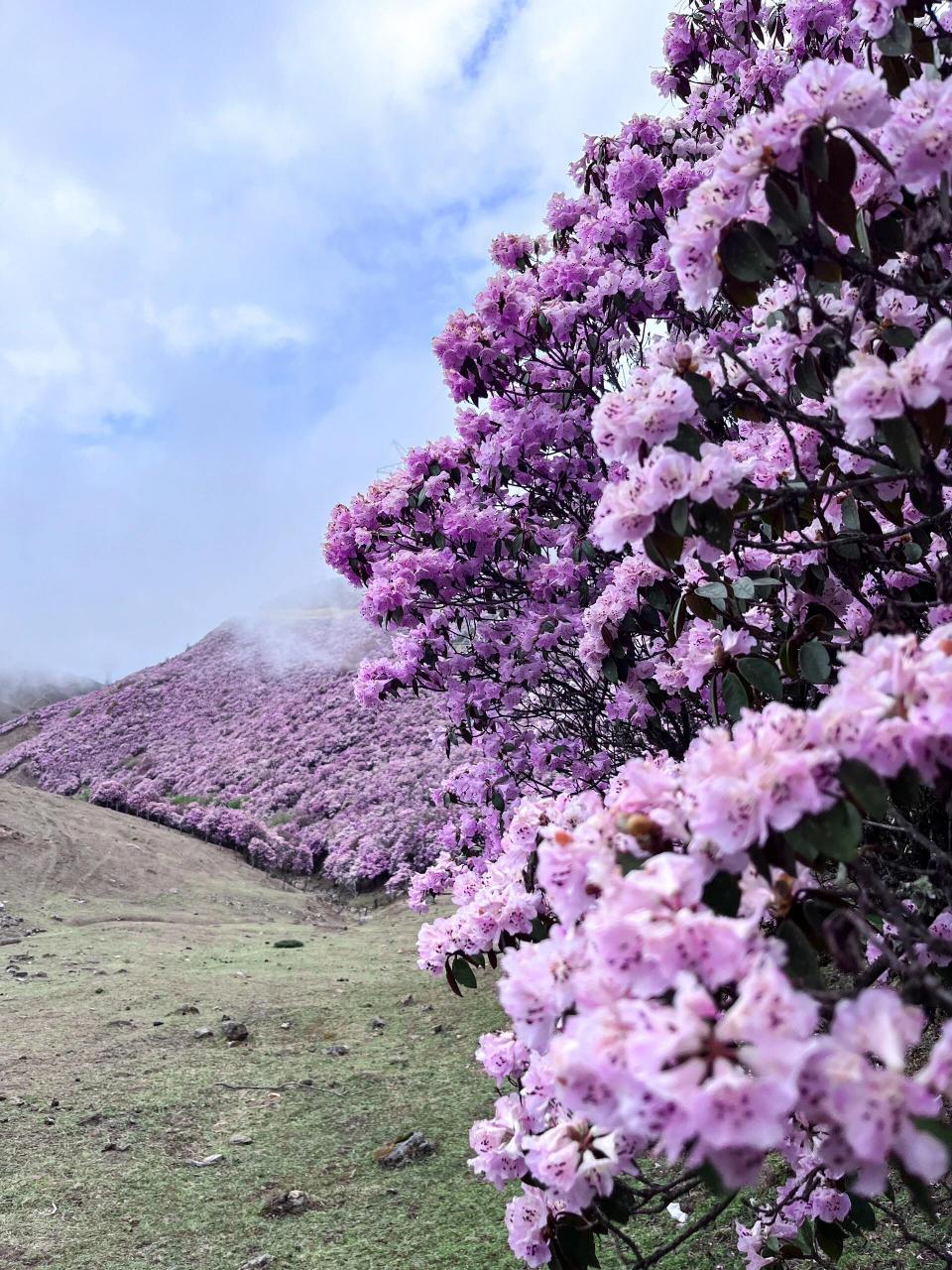凉山的高山杜鹃开了 	高山草甸,牛羊成群,杜鹃怒放 	 普格海口牧场