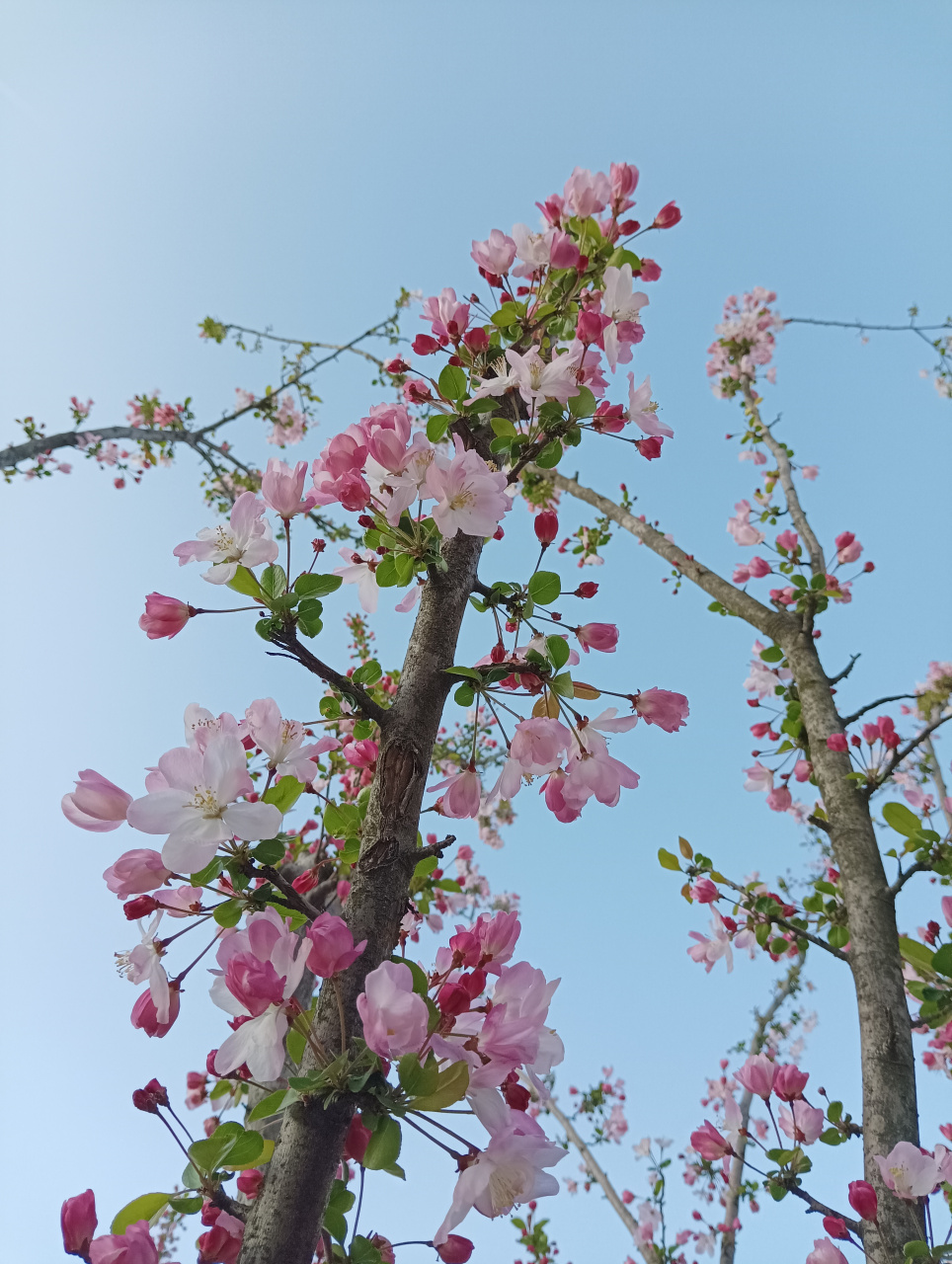 试问卷帘人,却道海棠依旧. 知否知否,应是绿肥红瘦.