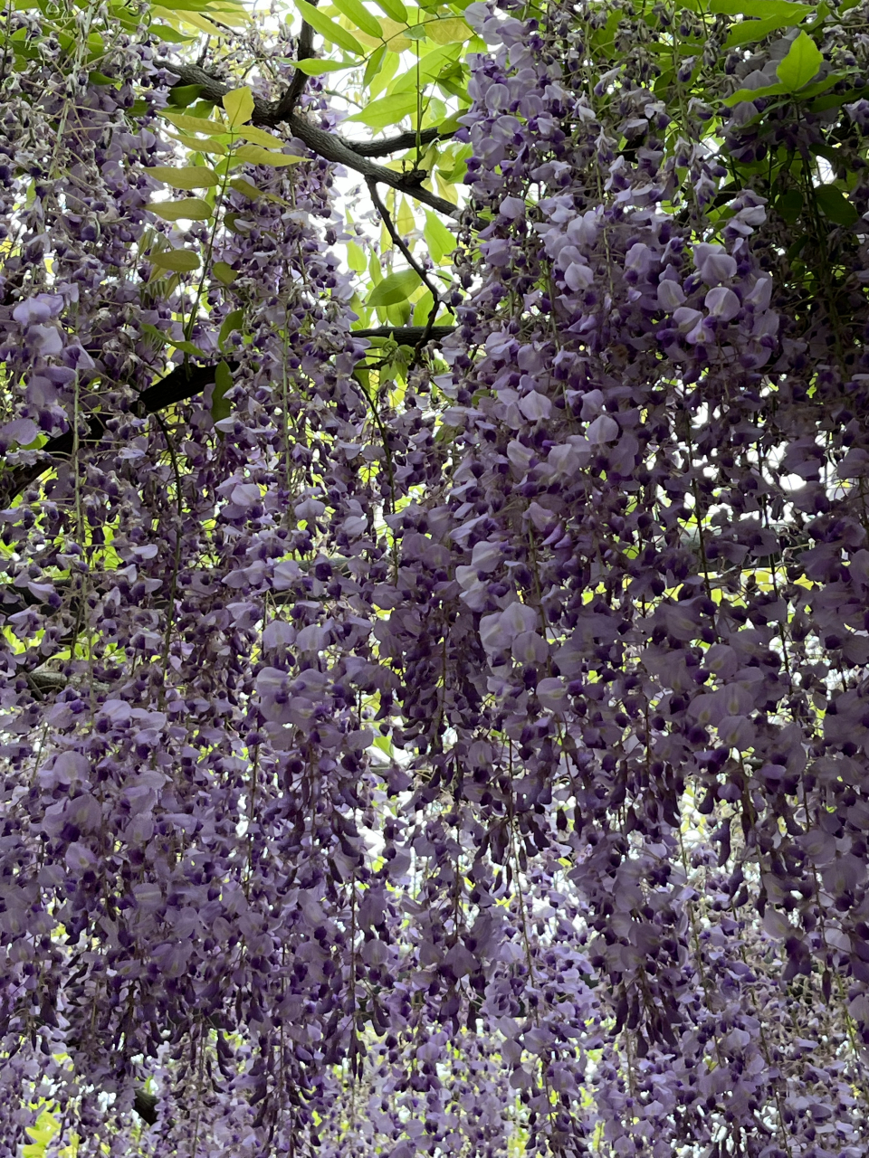 漫步在紫藤花架下,仿佛置身于一个仙气飘飘的童话世界,让人忘记烦恼和