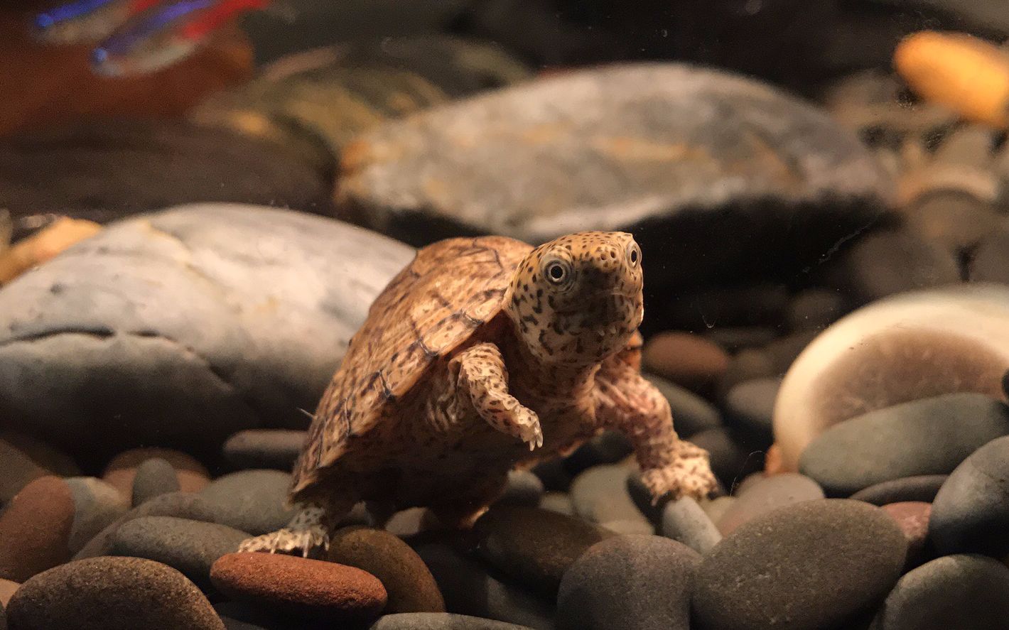 萌宠剃刀龟,如何安心饲养?