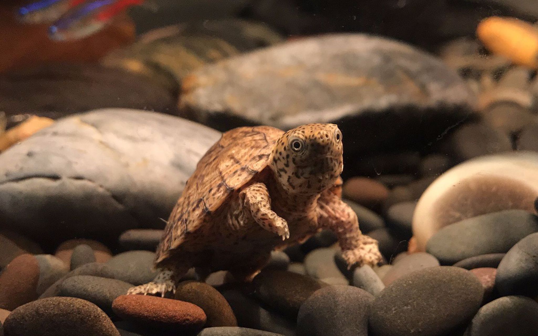 剃刀龟是受欢迎的宠物龟,饲养需选择合适的栖息地,控制水质,提供