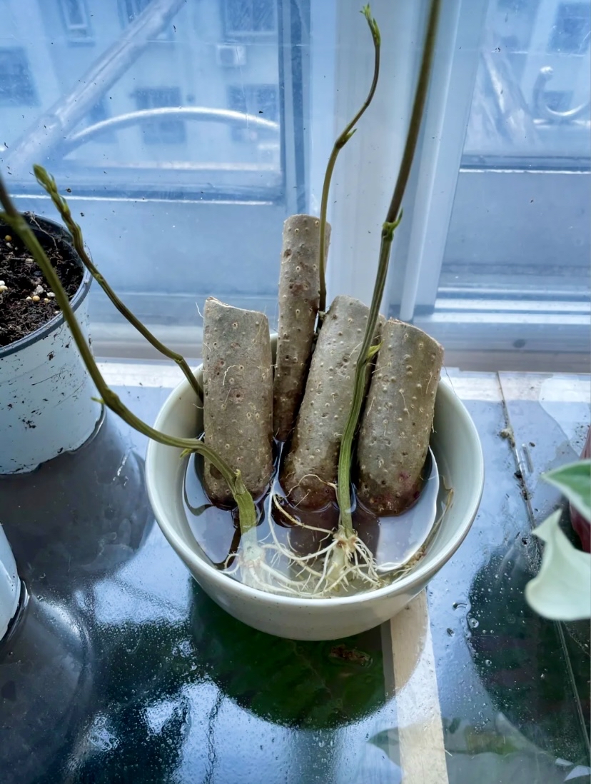 水培山药,山药切段泡水里,它会长得很长很长,给你一帘清爽的绿色幽梦