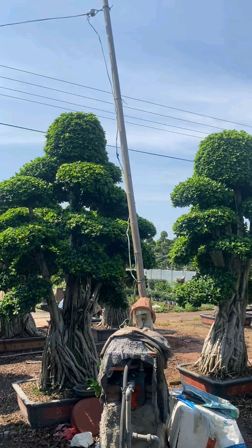 高度3米造型小叶榕桩头 造型榕树盆景 榕树树桩