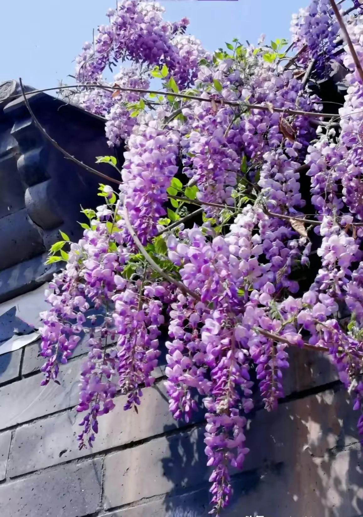 门前又开紫藤花,紫气东来入我家. 瑞彩纷呈乃吉兆,我们应该感谢它