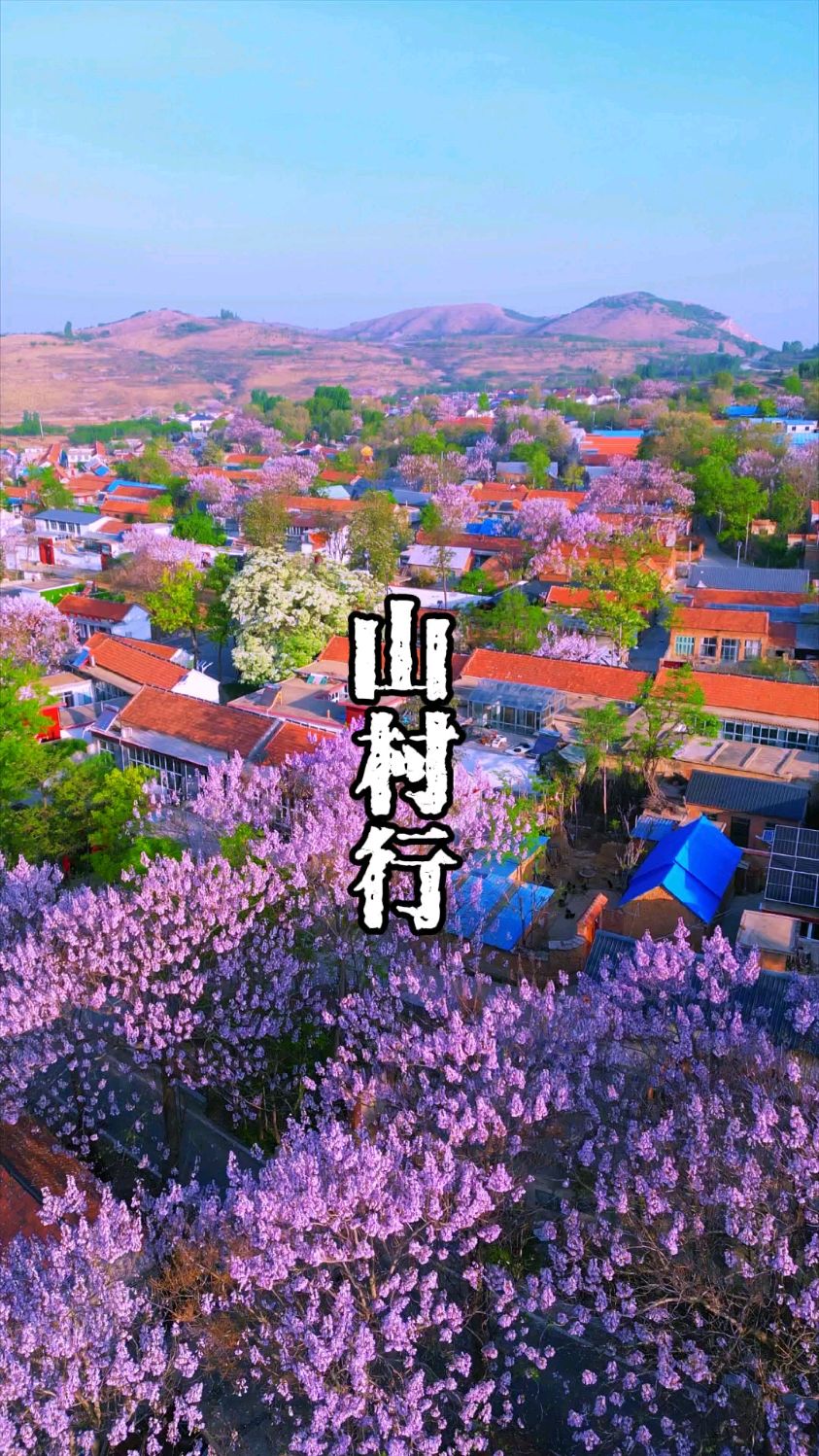 一树红花照山村,章丘文祖甘泉村墨春