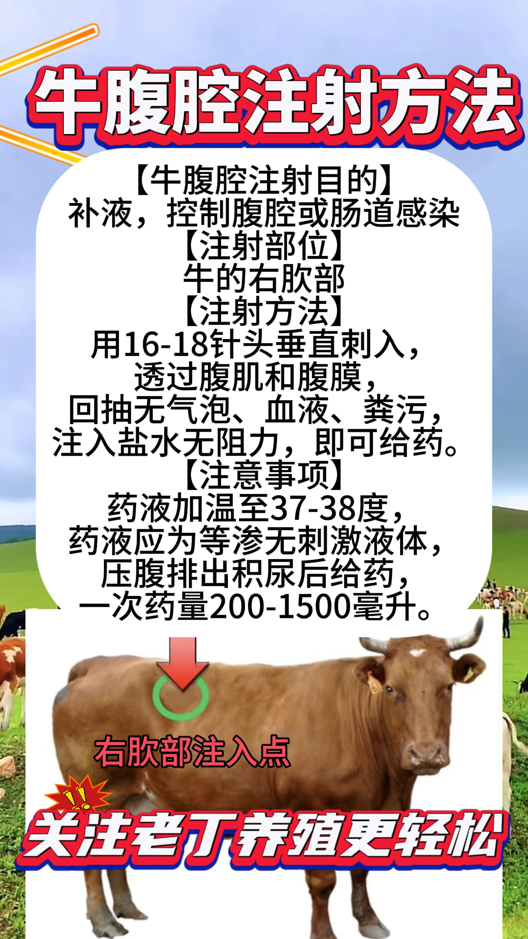 牛腹腔注射给药技术要点,兽医和养牛人收藏备用吧-度小视