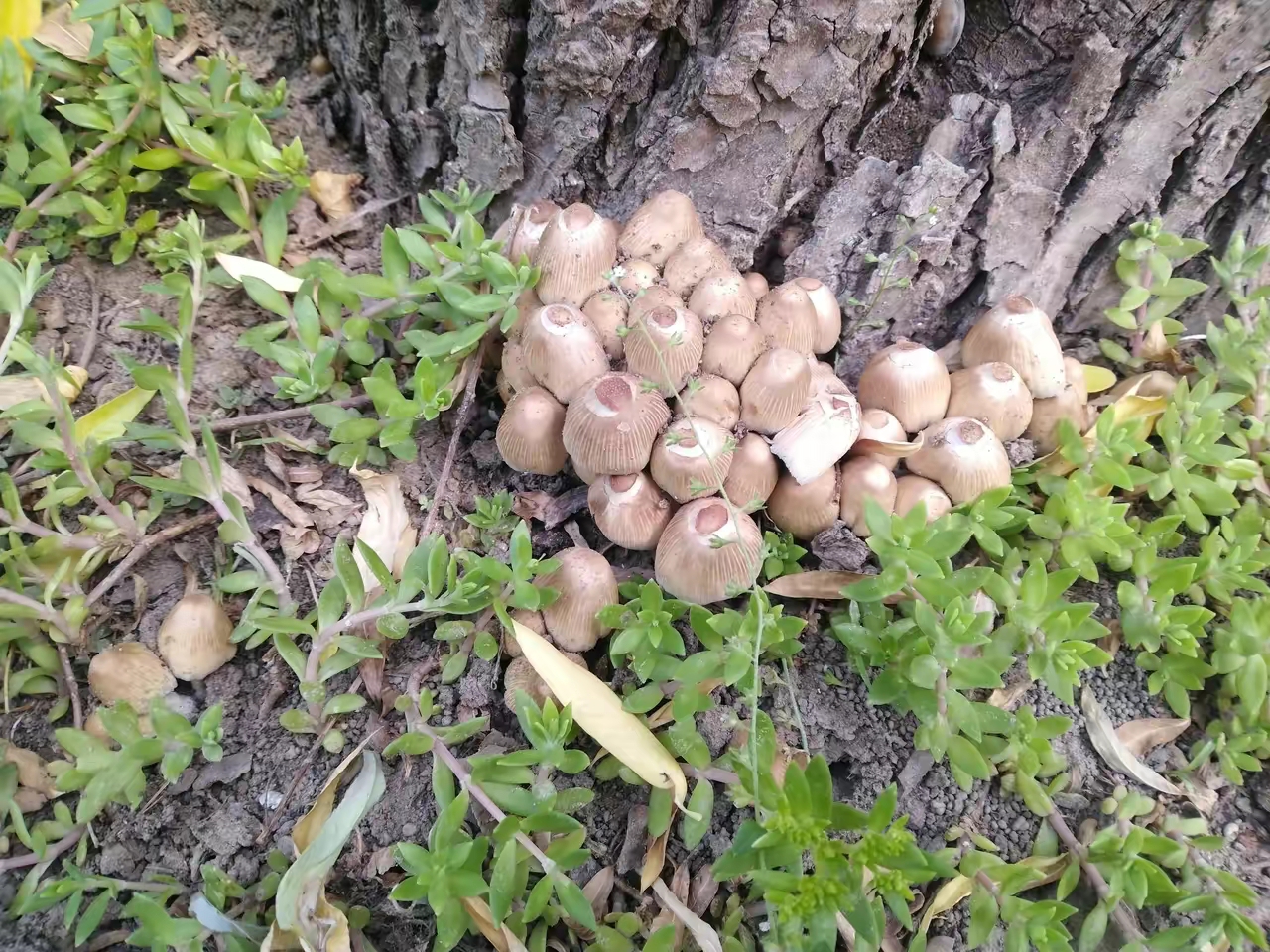 可是又纠结,犹豫,忐忑[捂脸][捂脸] 请问亲们,柳树下这种蘑菇可以吃