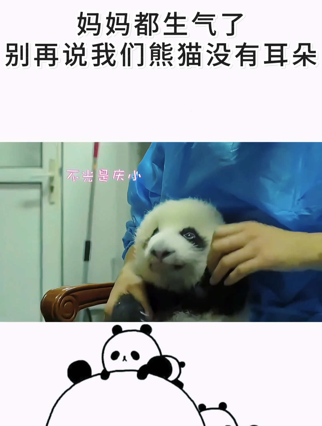 熊猫在耳边说话表情包图片