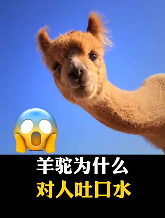 你知道羊驼为什么会对人吐口水吗