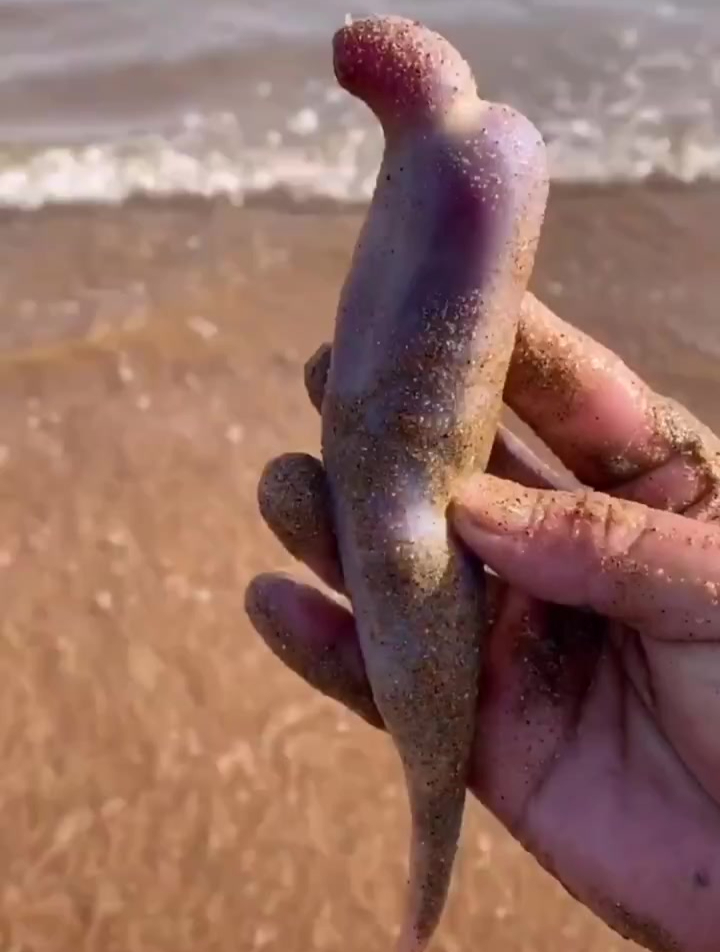 海边赶海抓海鲜,发现了一只海老鼠,还有许多奇怪的海洋小生物