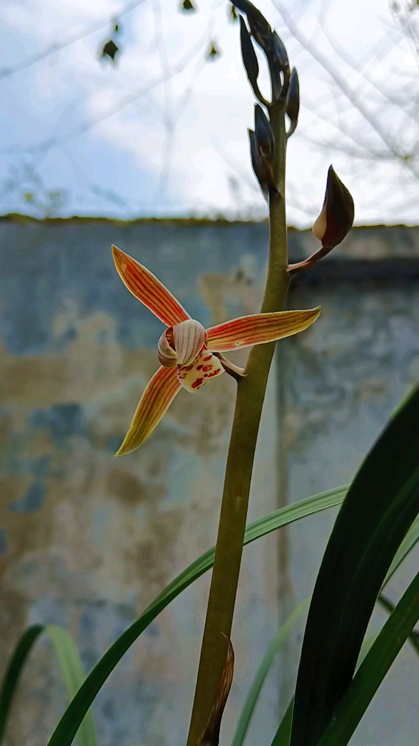 蕙兰红香妃黑皮大木纹硬质宽叶红花