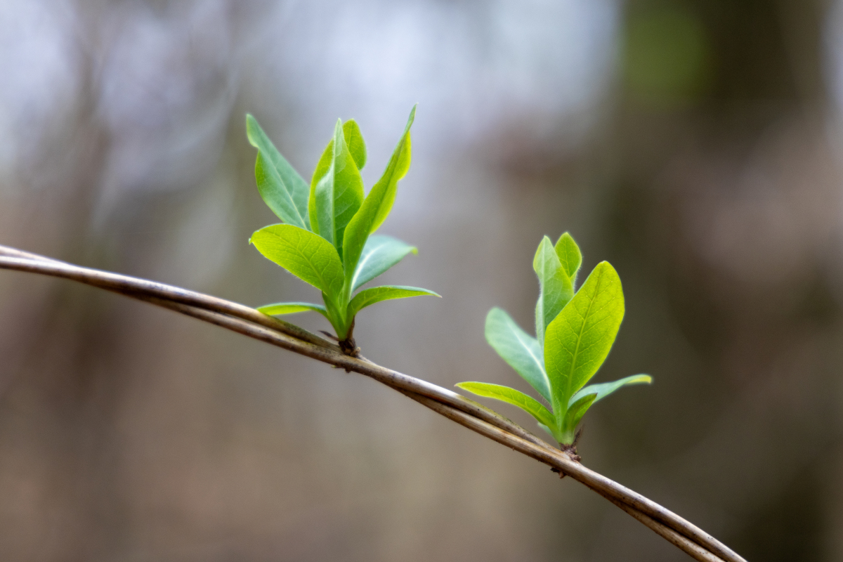 春天到处弥漫着绿色,连空气也飘着青草味