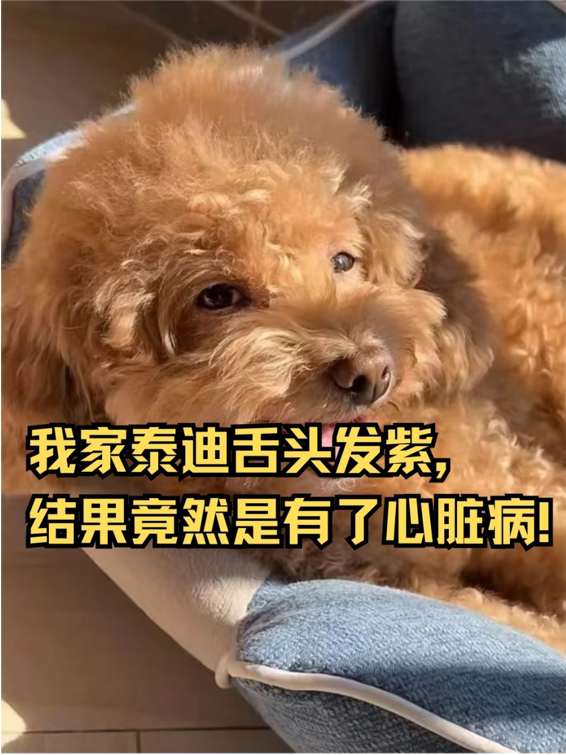 狗狗舌头发紫图片