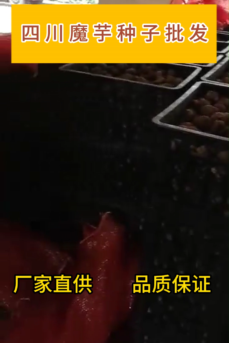 四川魔芋种子批发