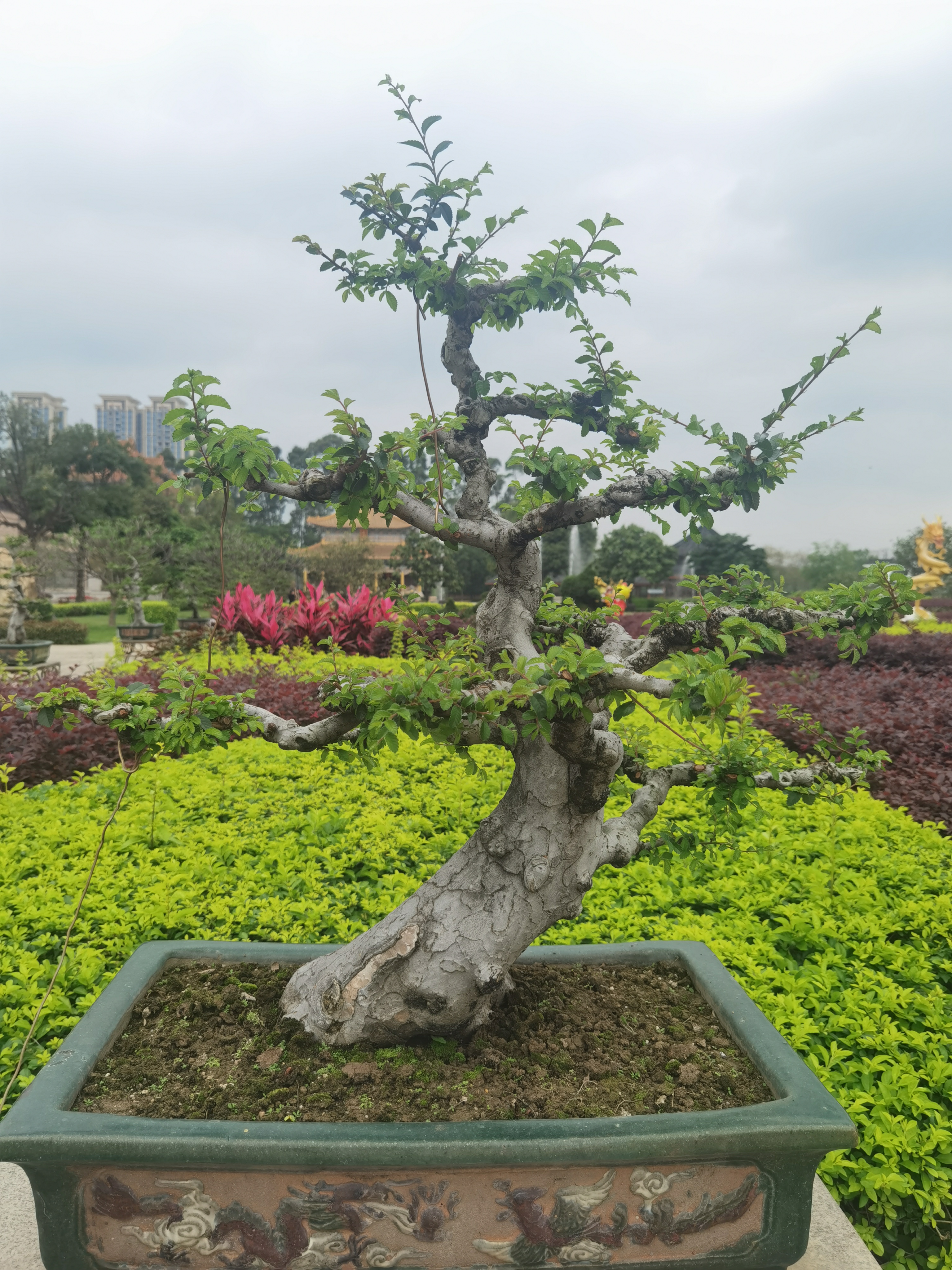 盆栽风景树图片