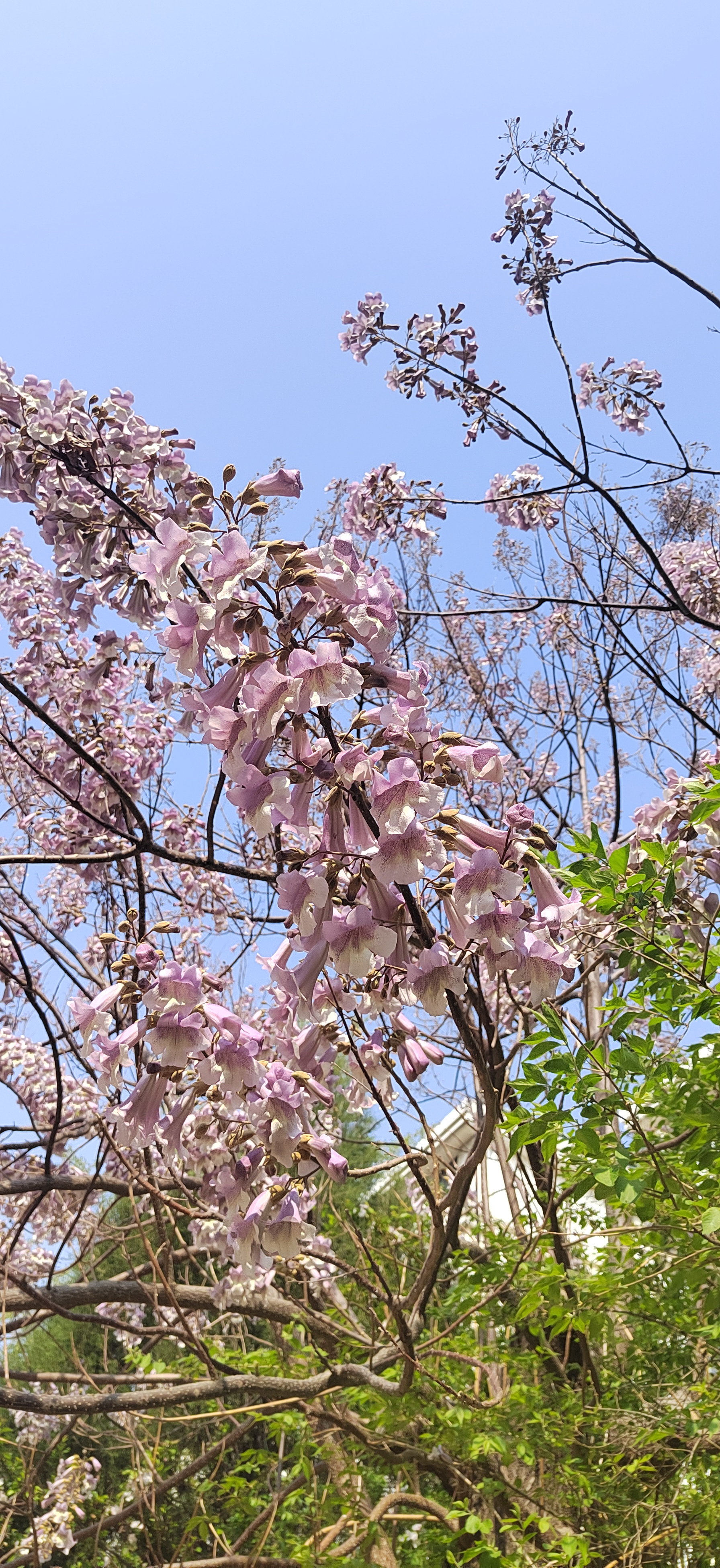 泡桐树的花儿0422