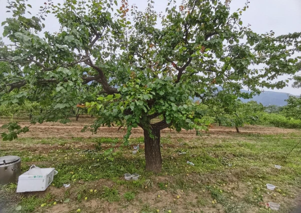 回顾杏子曾是北方主流水果,栽种历史超2000年,今为何很少人种了?