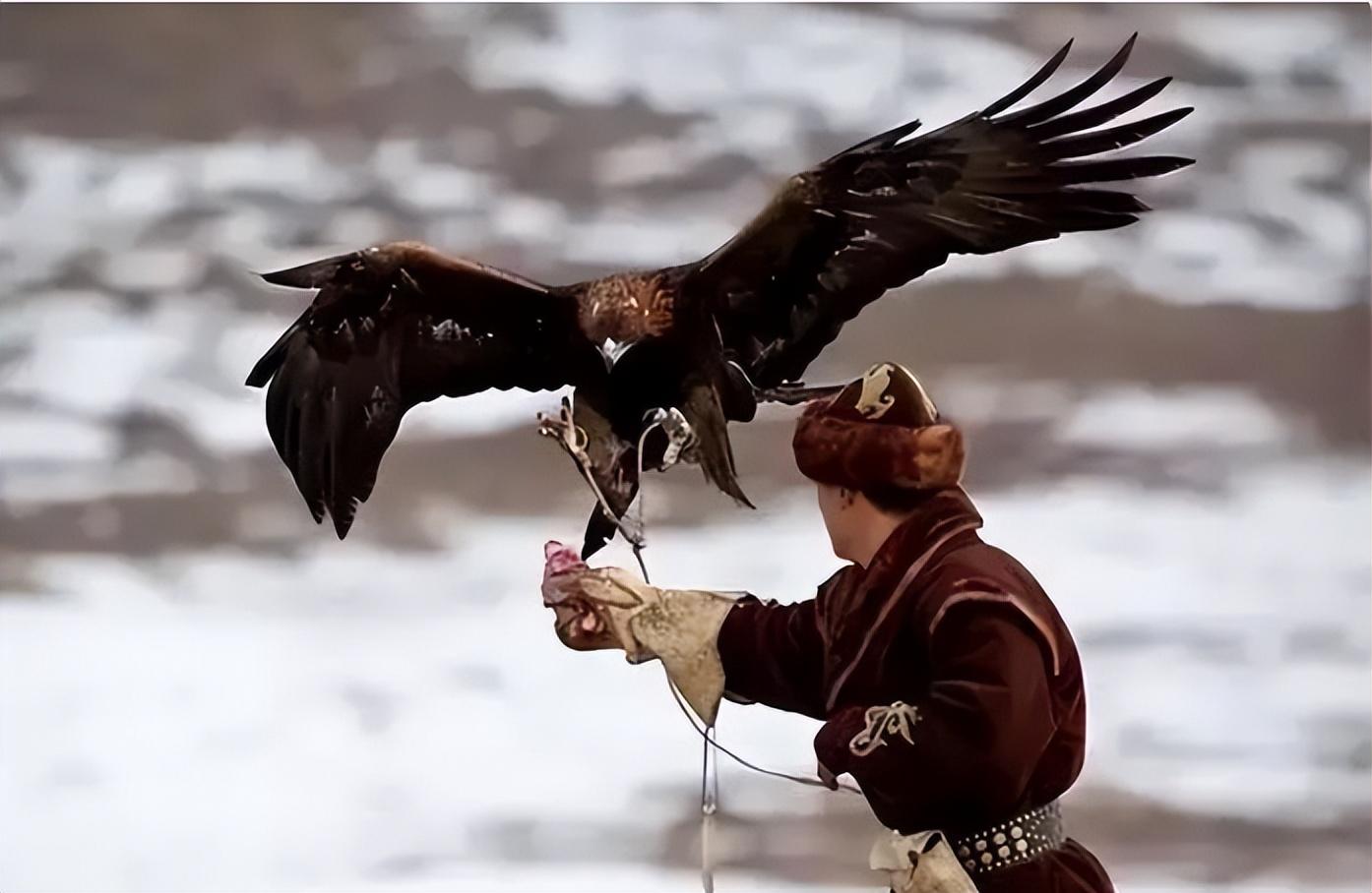 回顾神秘的"熬鹰术"有多残忍?一人一鹰7天不合眼,只为将金雕驯化
