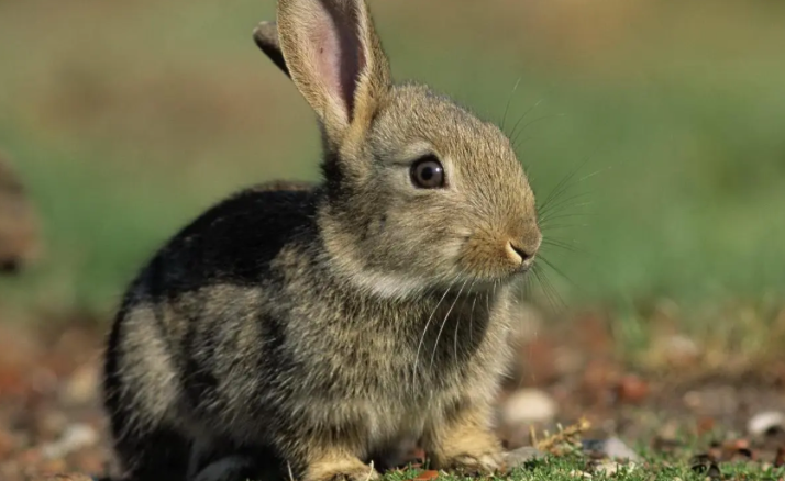 垂耳兔颜色排行稀有图片