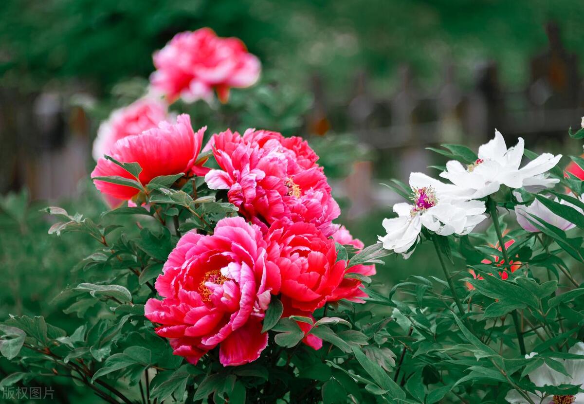 唯有牡丹真国色,花开时节动京城——牡丹,自是花中第一流