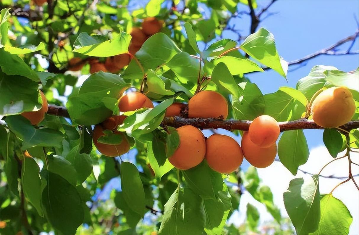 回顾杏子曾是北方主流水果,栽种历史超2000年,今为何很少人种了?
