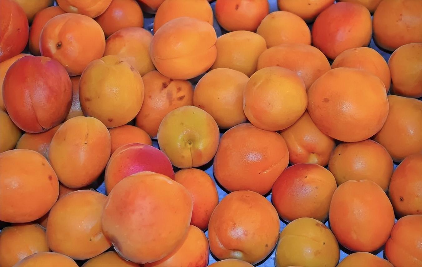 其实,杏子作为曾经最受欢迎的北方水果之一,它的存在切切实实满足了老