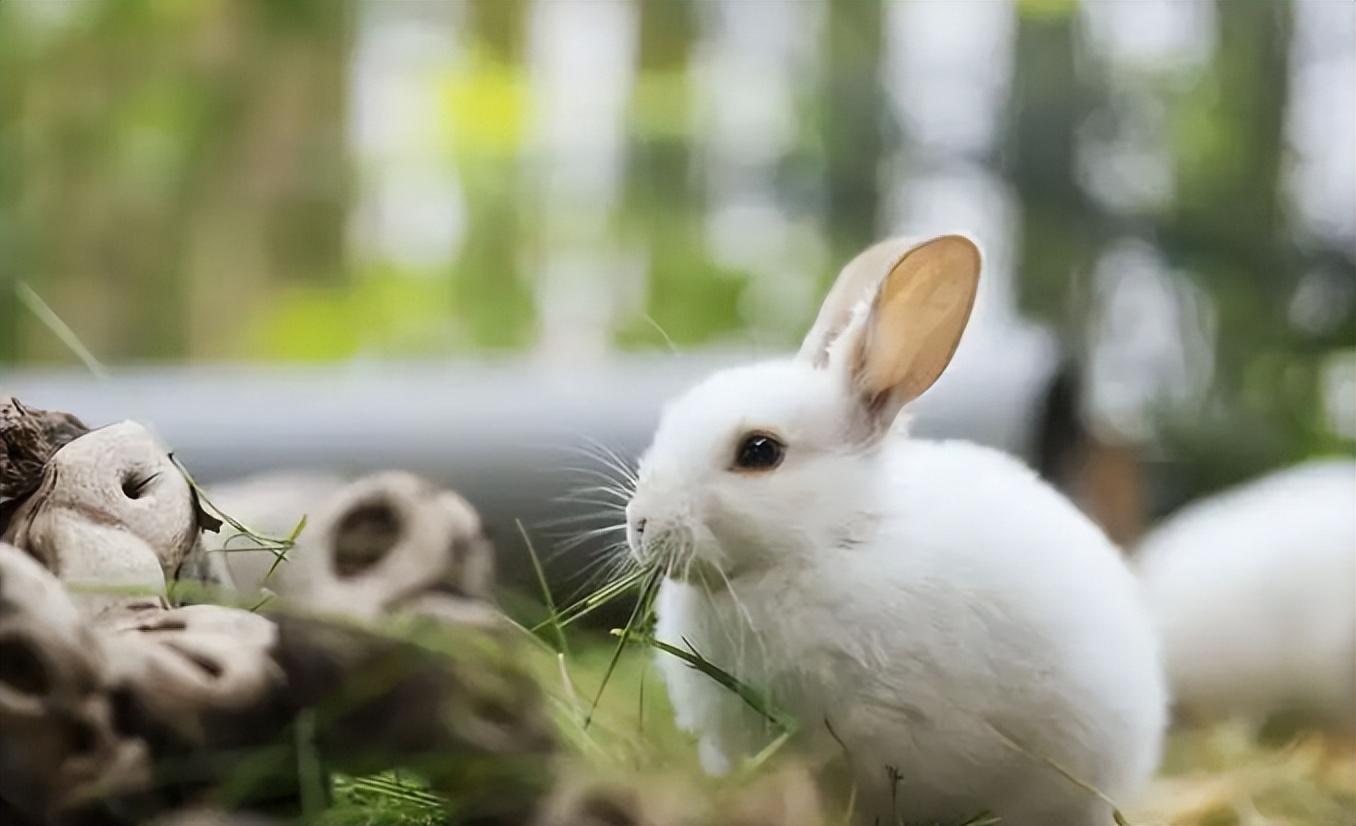 回顾吃草就能长肉