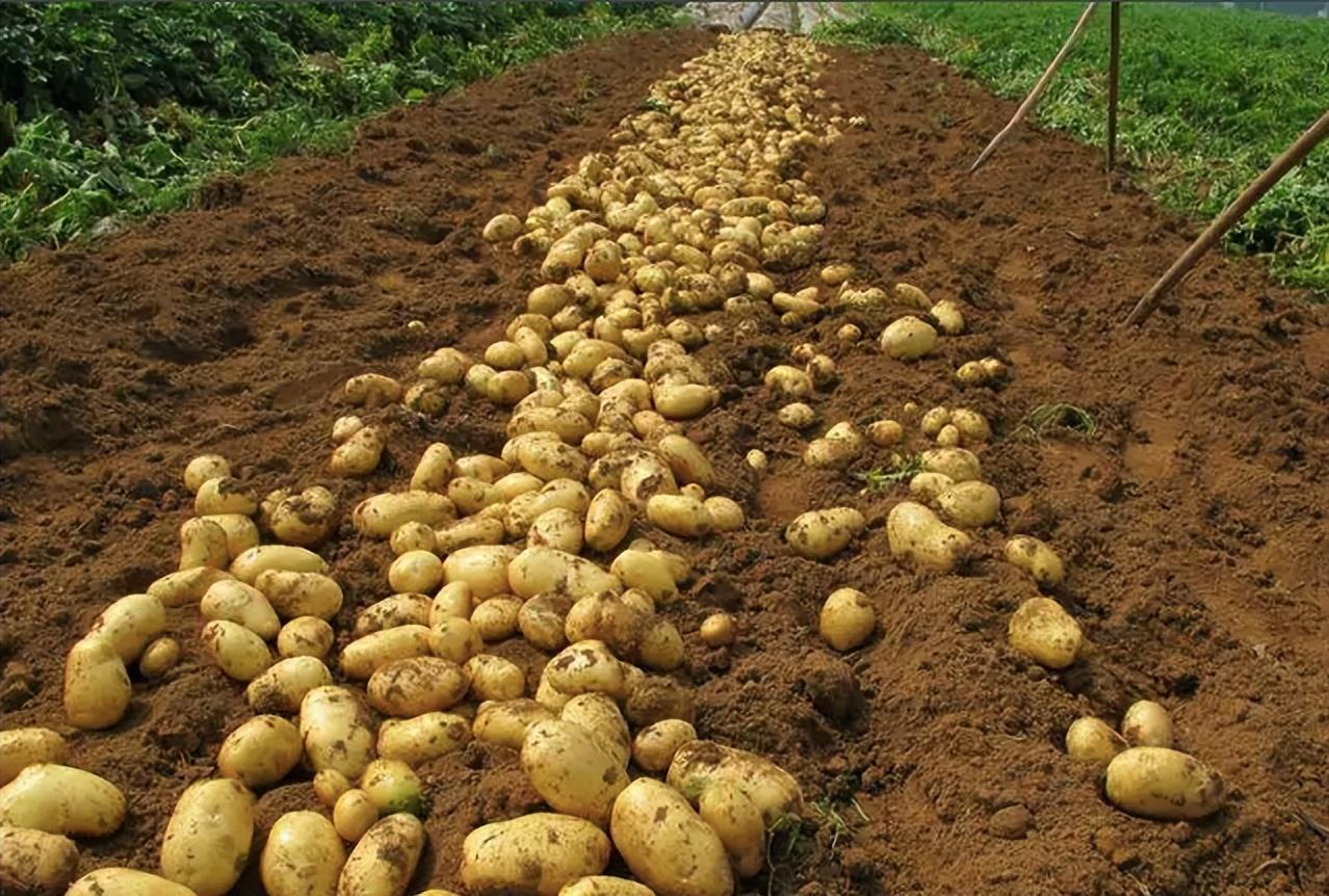 土豆是人见人爱的农作物,原产于热带美洲,16世纪传到印度,之后几经周
