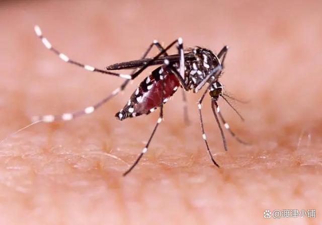 蚊子这么可恶,人类为什么不能把它灭绝?