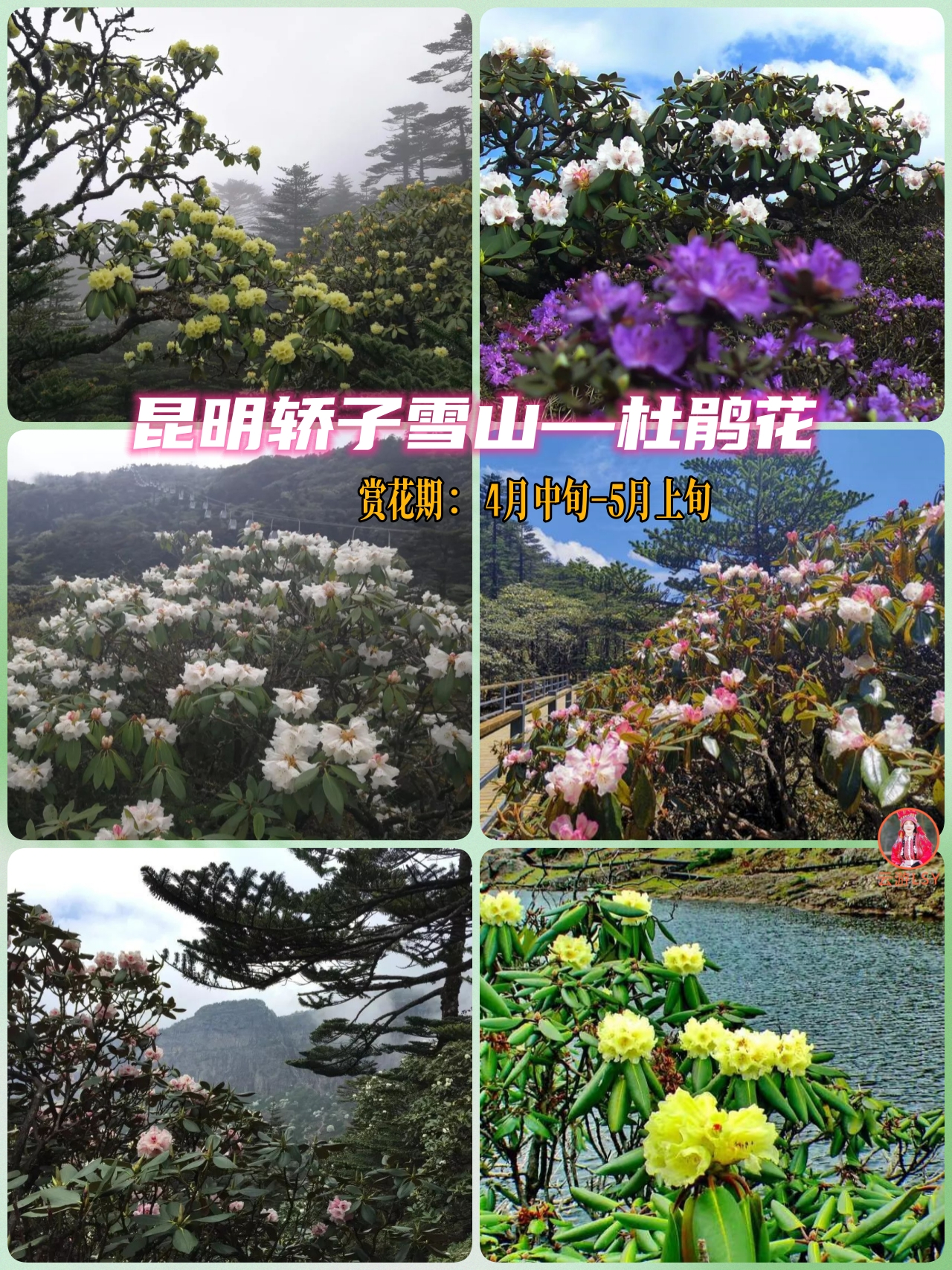 新山垭口大索道167元,下坪子小索道100元)每年4月中旬,轿子雪山万亩