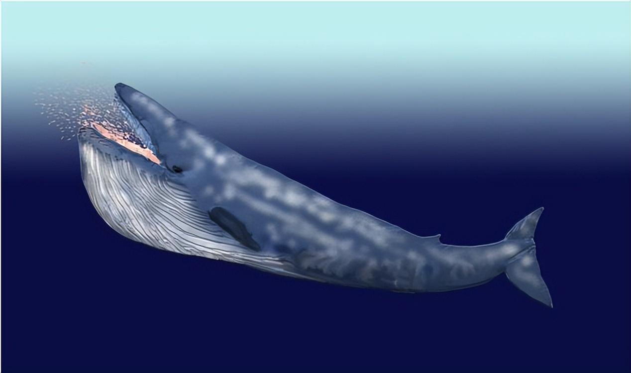 回顾地球上"最大的吃货",一口能吞下4吨食物,蓝鲸它有