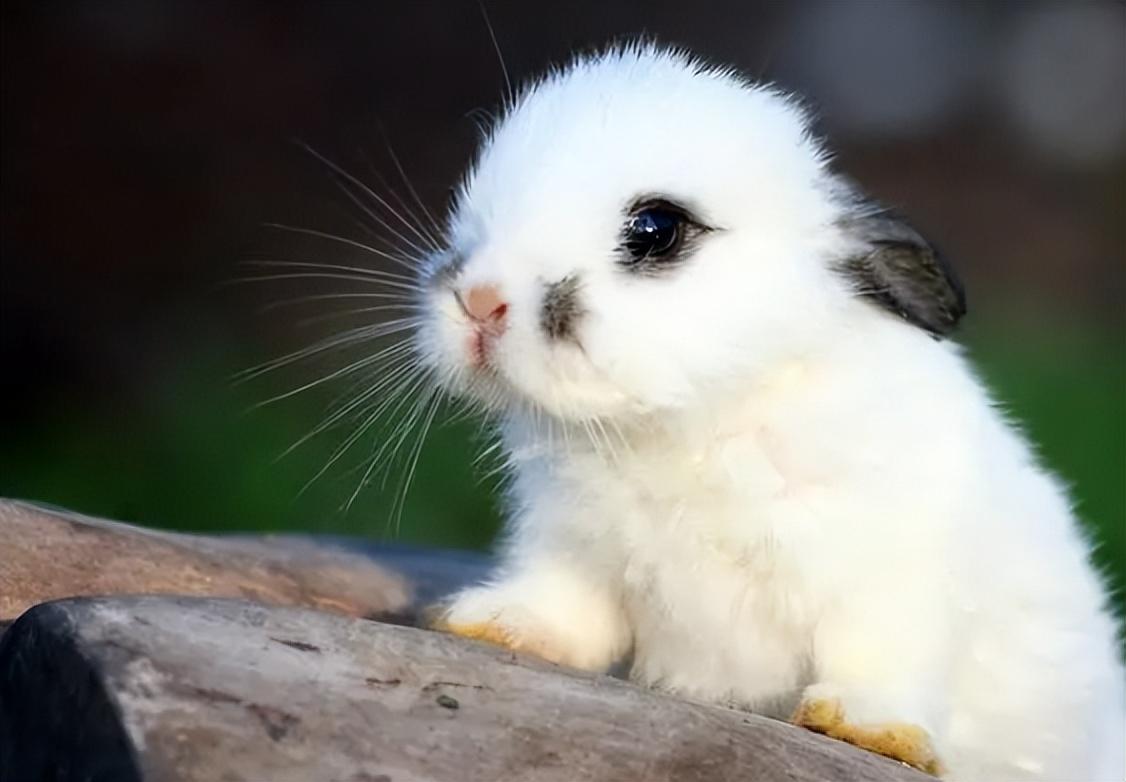 大型兔的体重通常在5公斤至8公斤,中型兔次之,约重2公斤至4公斤.