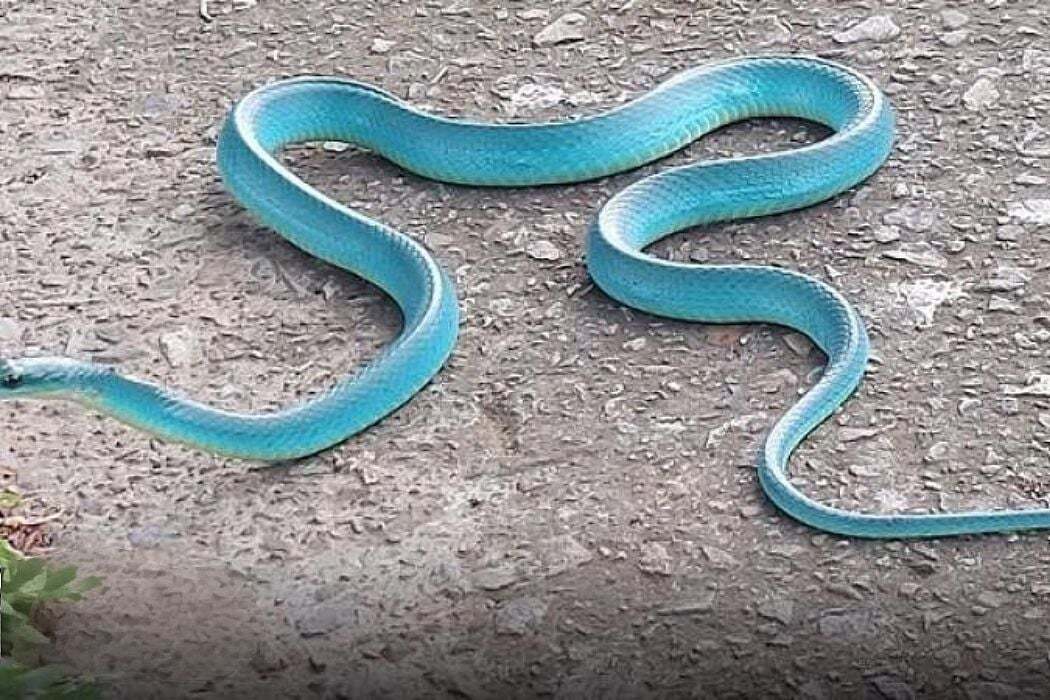 然而,野生绿树蟒受保护,禁止私人购买和饲养.