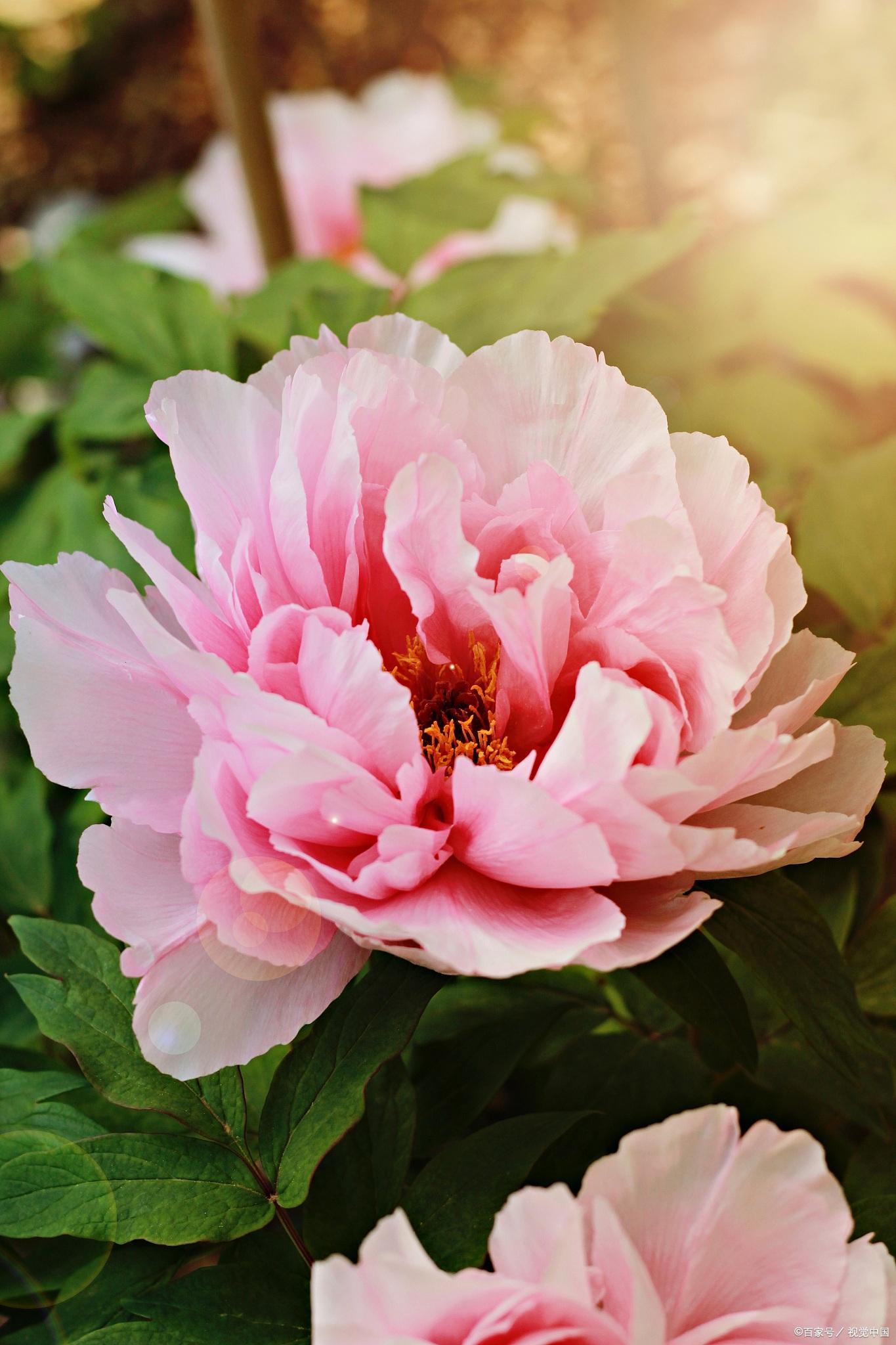 唯有牡丹真国色,花开时节动京城——牡丹,自是花中第一流