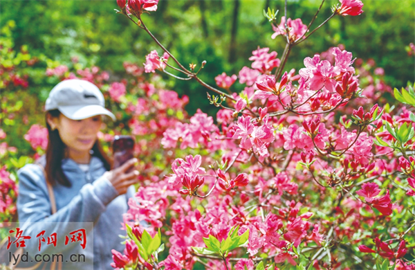 第二十二届河南汝阳杜鹃花节开幕