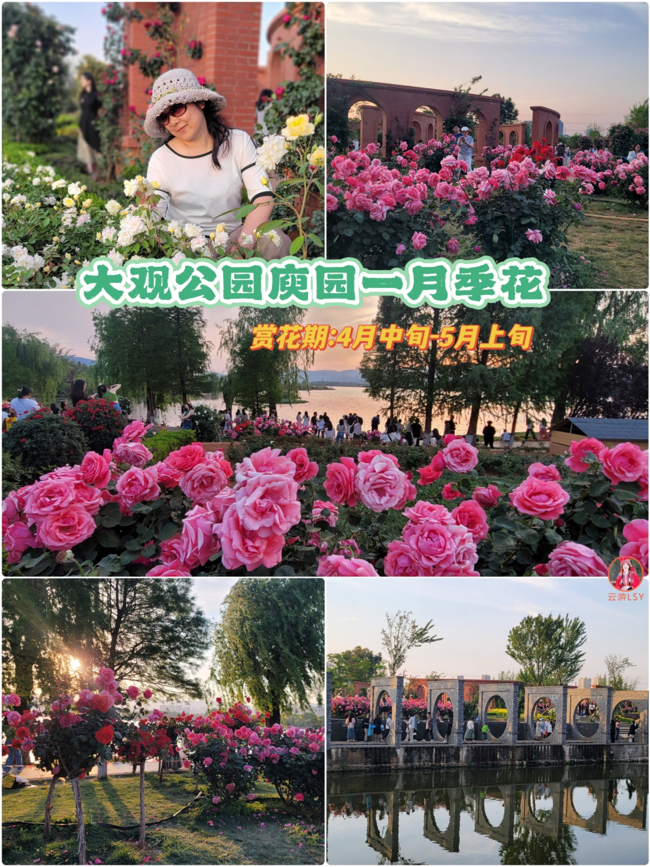 门票:免费;大观公园庾园绝美月季花园,有上千株个色品种的月季,阳光的