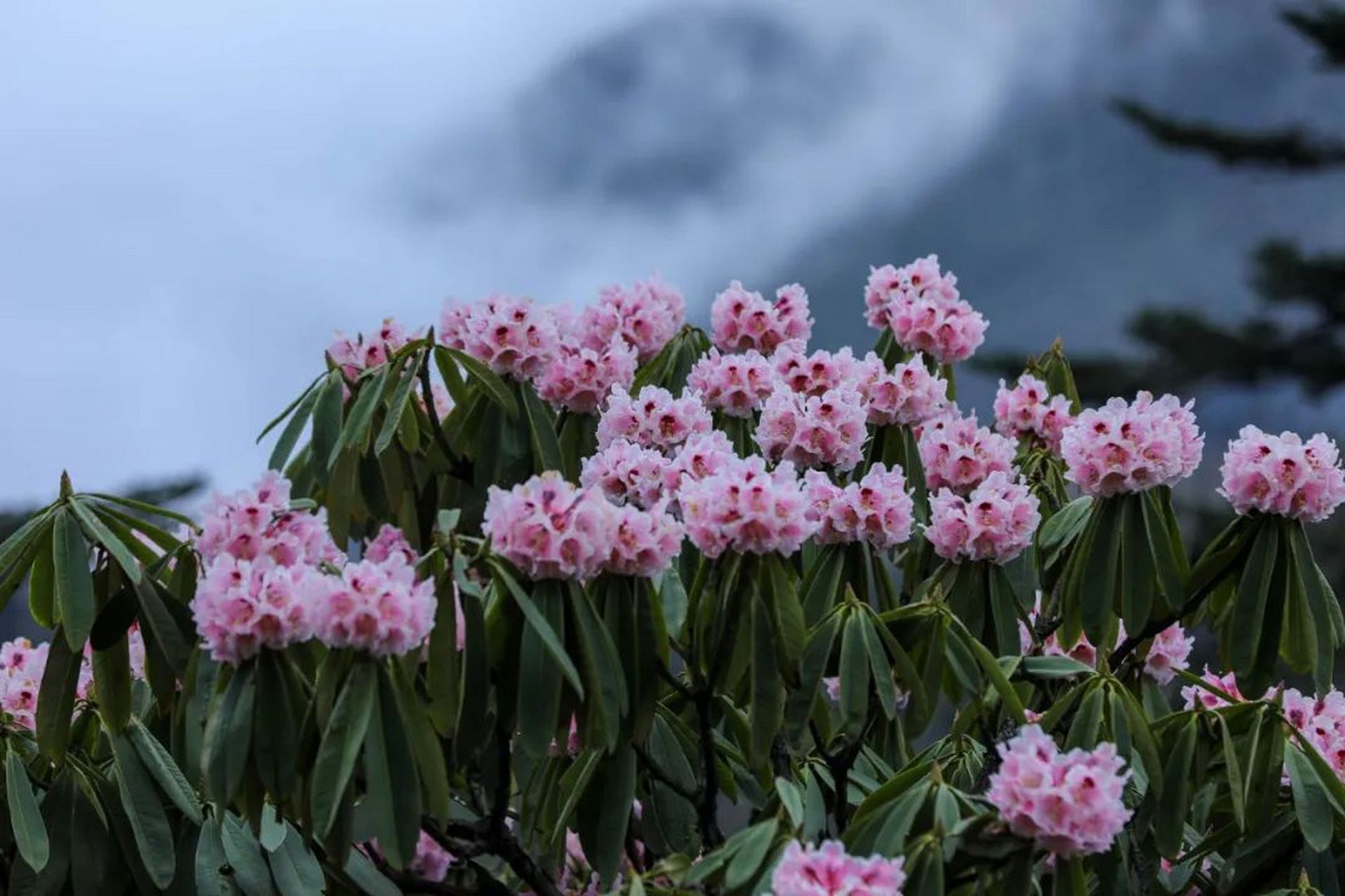 峨眉山高山杜鹃图片