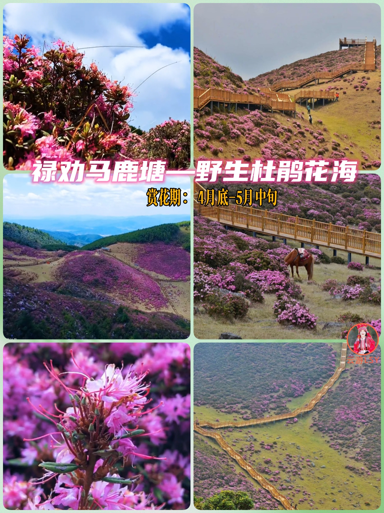 门票:50元(摆渡车15元)地处海拔3000米的高寒山区,生长着成片的耐寒"