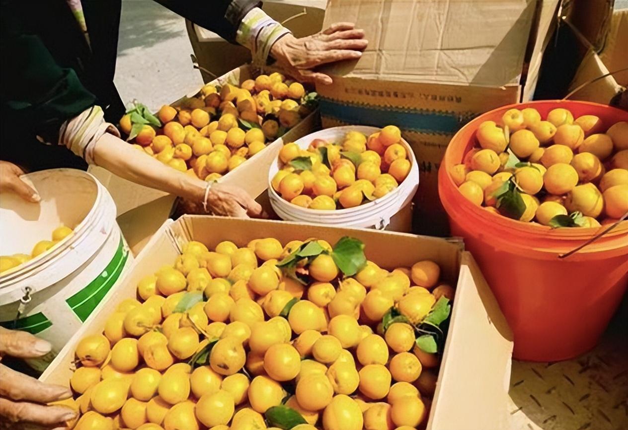 其实,杏子作为曾经最受欢迎的北方水果之一,它的存在切切实实满足了老